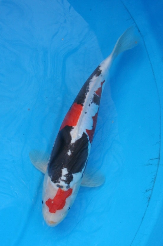 Magic_Koi_Kawarimono_Beni_Kumonryu_01.jpg