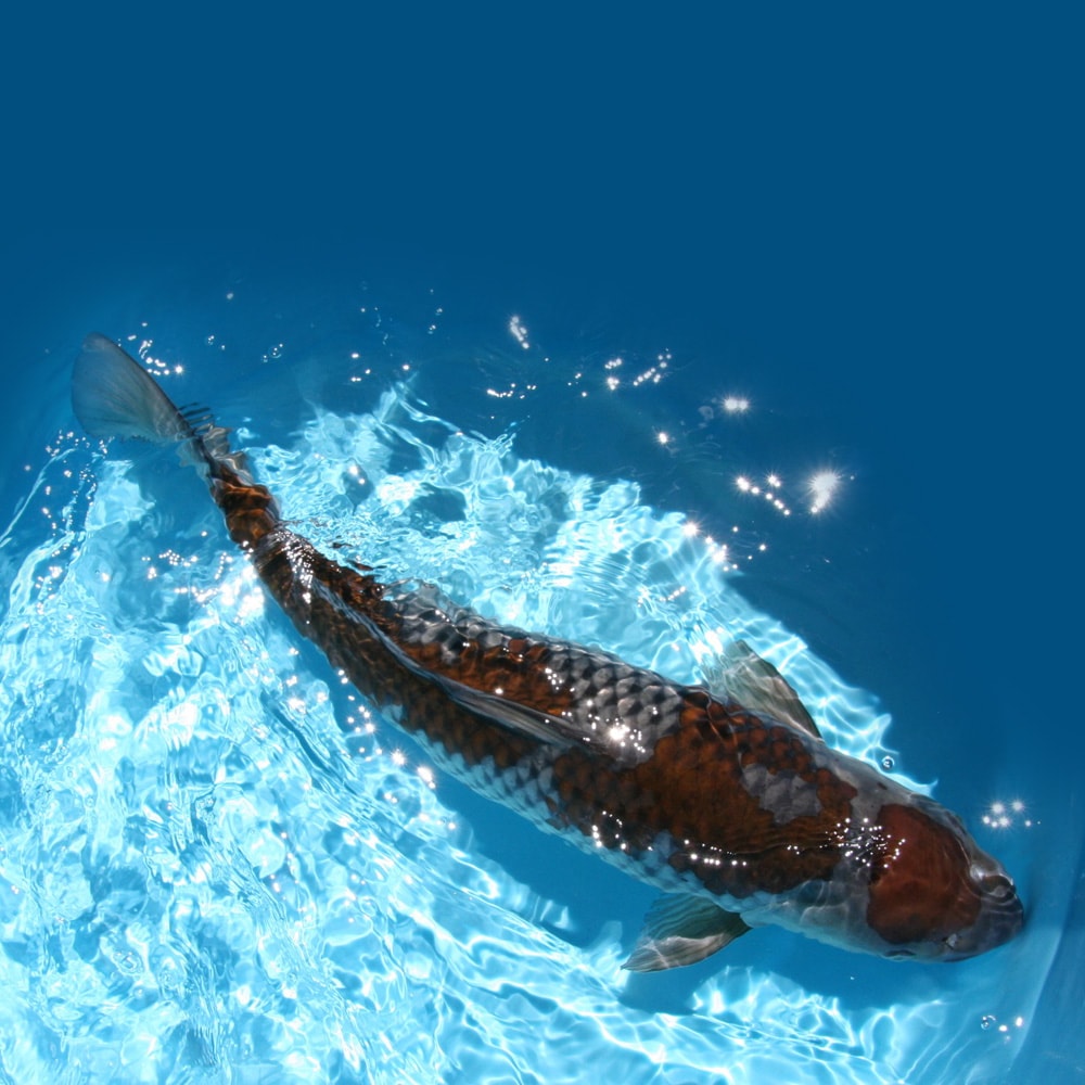 Magic_Koi_Kawarimono_Ochiba_Shigure_01.jpg