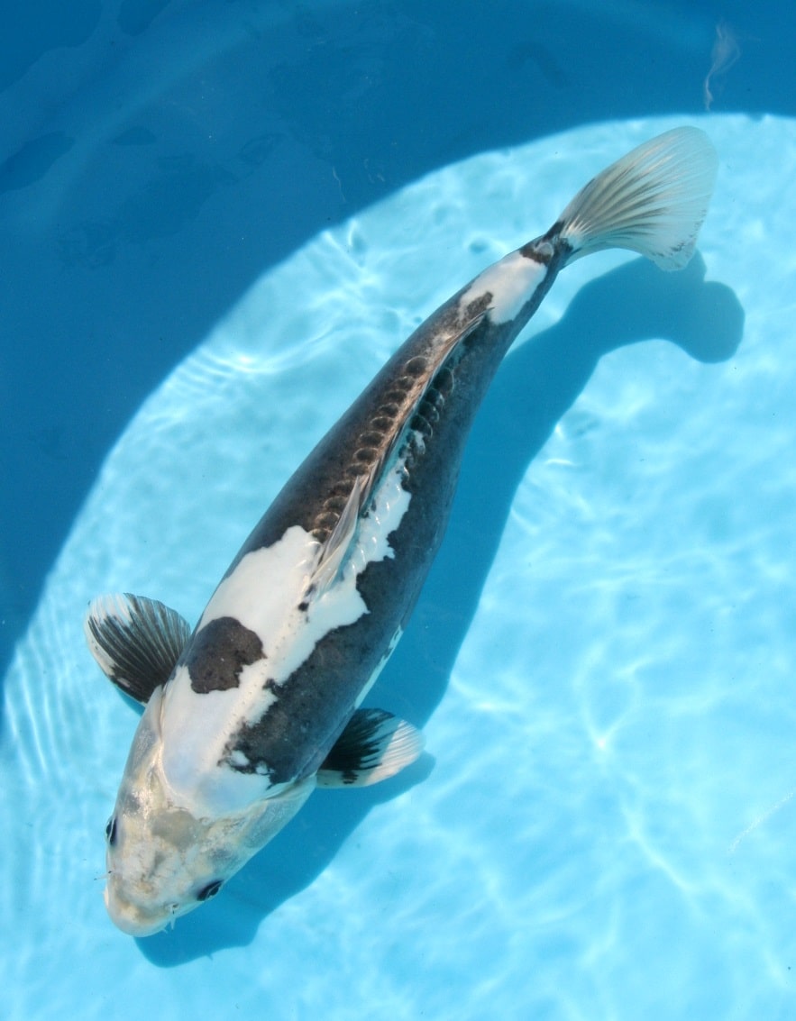 Magic_Koi_Kawarimono_01.jpg