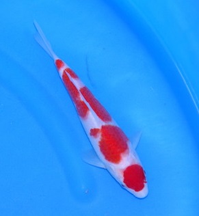 Magic_Koi_Kohaku_Tategoi_Ooishi_01.jpg