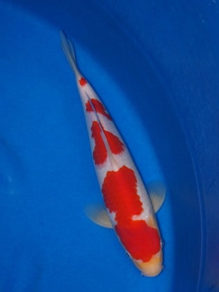 Magic_Koi_Kohaku_Kondo_01.jpg