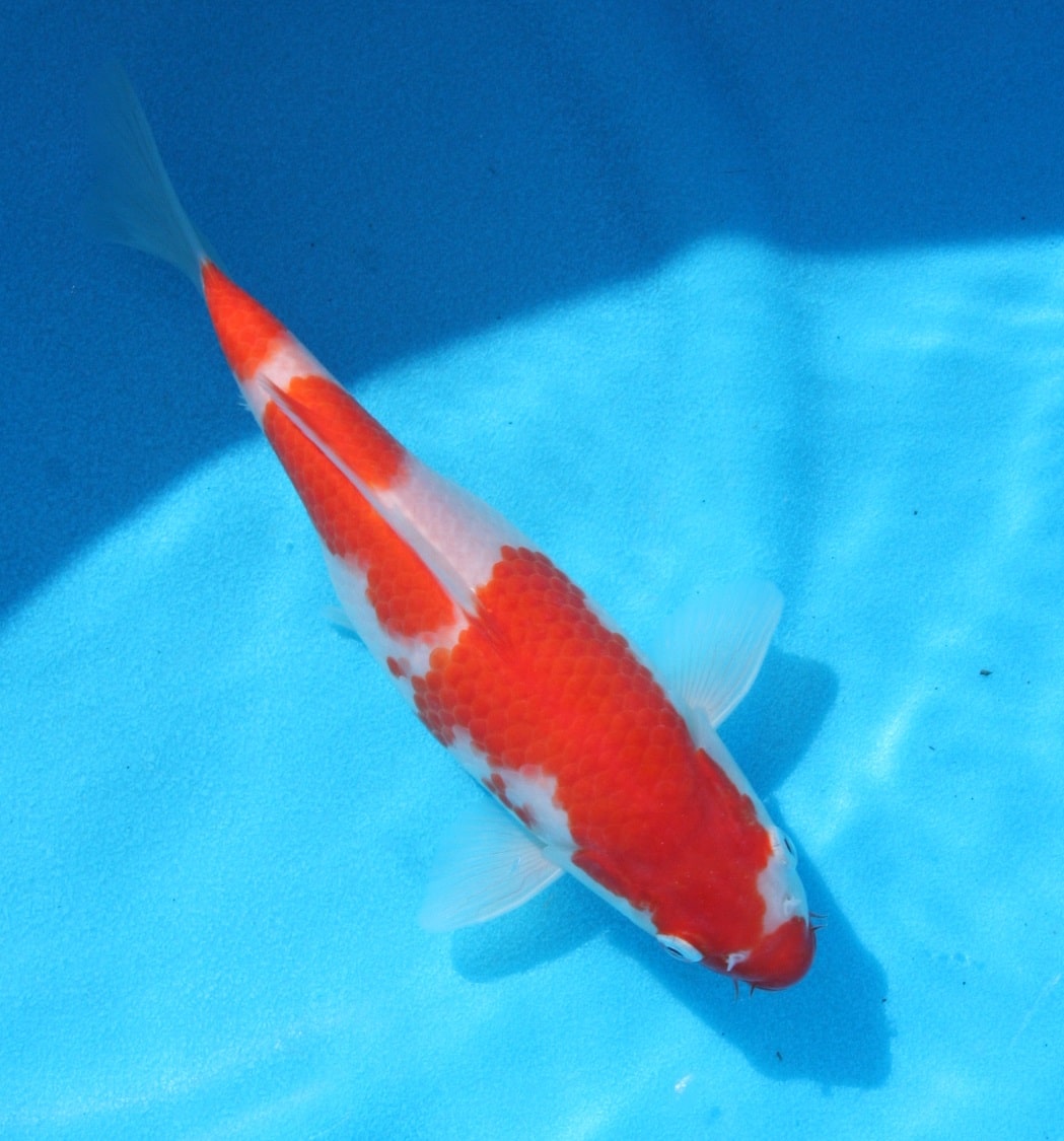 Magic_Koi_Kohaku_01.jpg