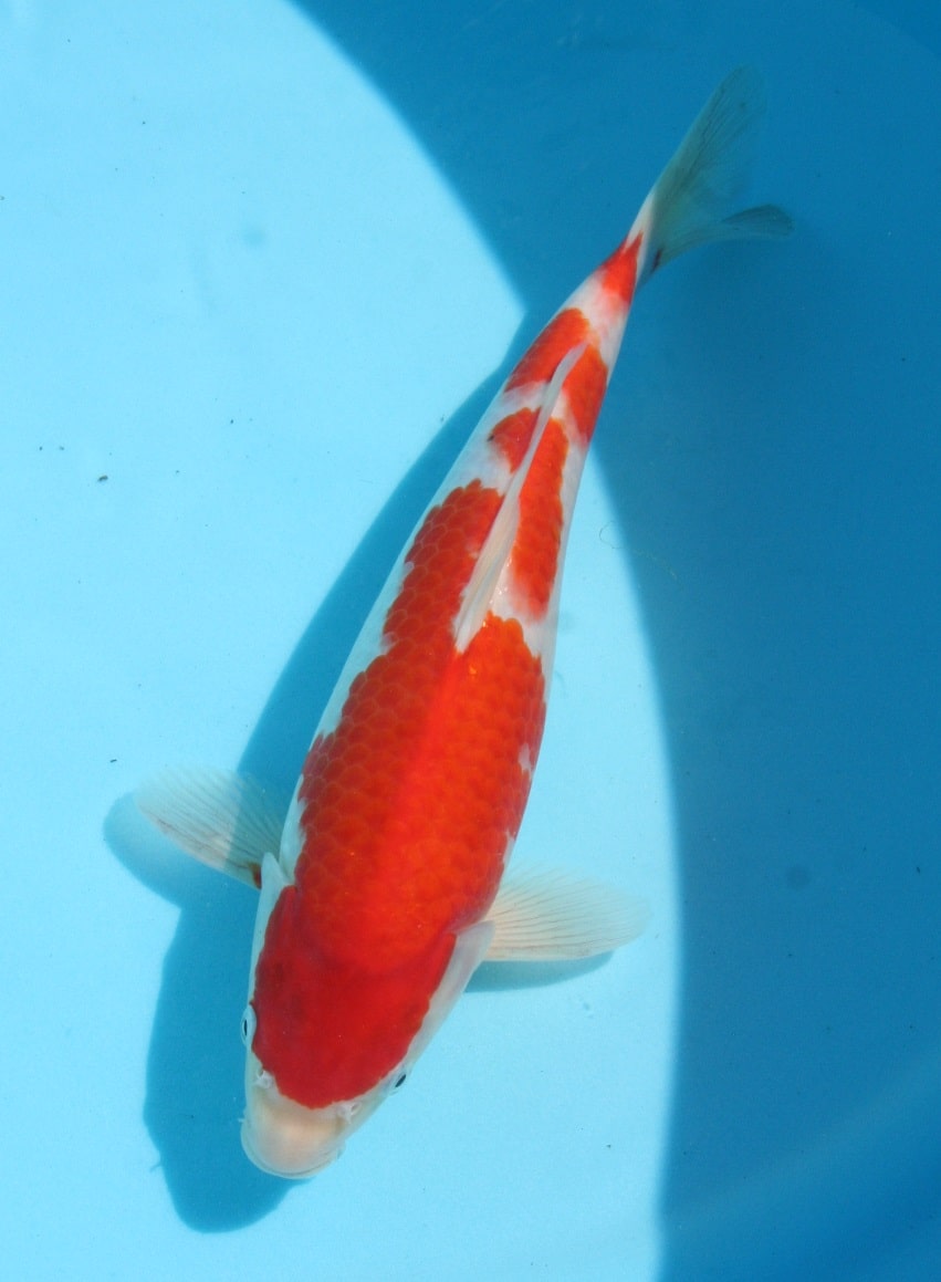 Magic_Koi_Kohaku_01.jpg
