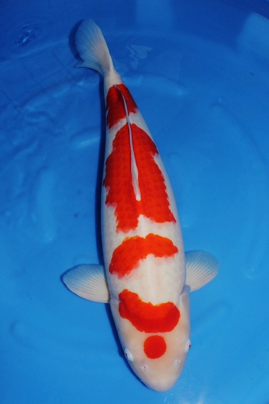 Magic_Koi_Kohaku_Kondo_01.jpg