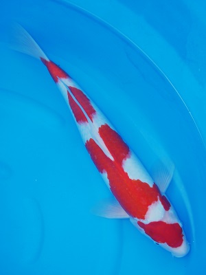 Magic_Koi_Kohaku_Youhei_01.jpg