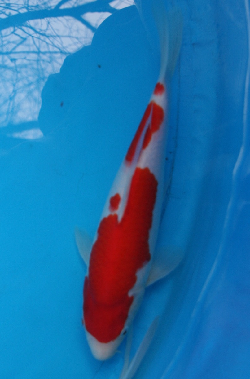 Magic_Koi_Kohaku_01.jpg