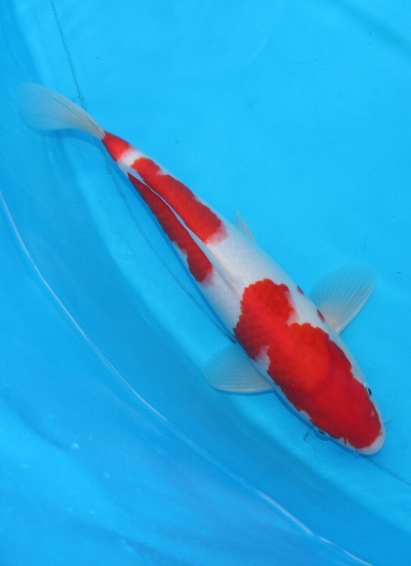 Magic_Koi_Kohaku_01.jpg