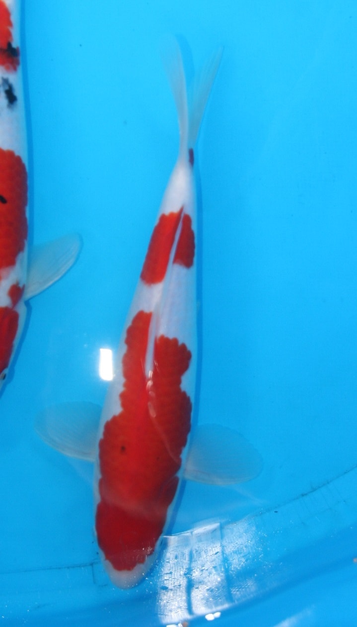 Magic_Koi_Kohaku_01.jpg