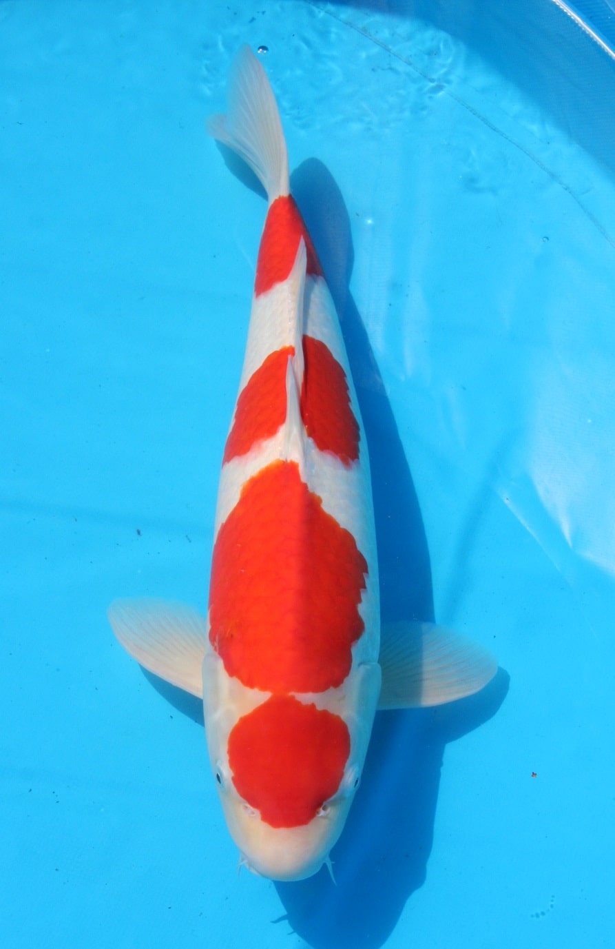 Magic_Koi_Kohaku_Dainichi_01.jpg