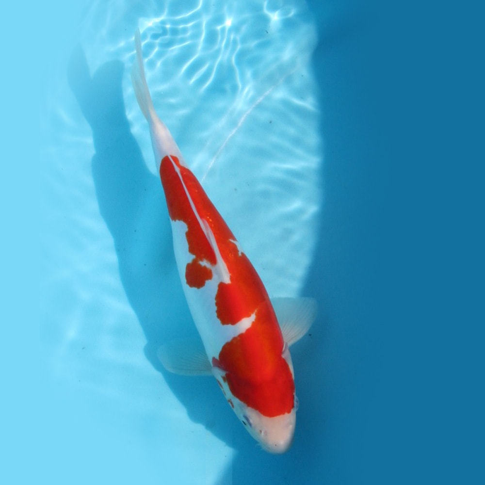 Magic_Koi_Doitsu_Kohaku_01.jpg