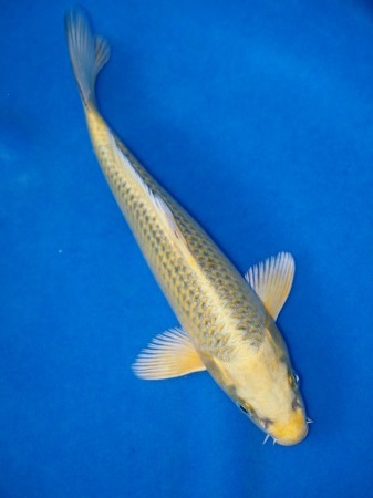 Magic_Koi_Ogon_Hikari_Muji_Mono_Taka_Midori_01.jpg