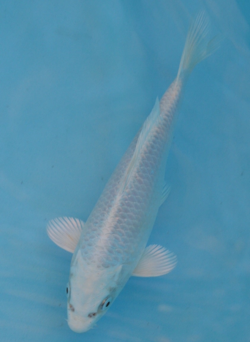 Magic_Koi_Ogon_Hikari_Muji_Mono_Platina_01.jpg
