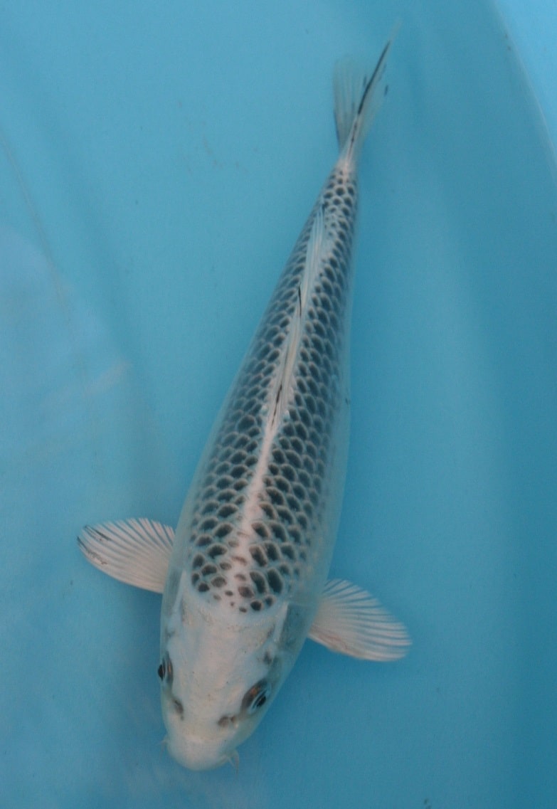 Magic_Koi_Ogon_Hikari_Muji_Mono_Gin_Matsuba_01.jpg