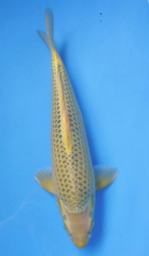Magic_Koi_Ogon_Hikari_Muji_Mono_Taka-Midori_Ippin_Ya_01.jpg