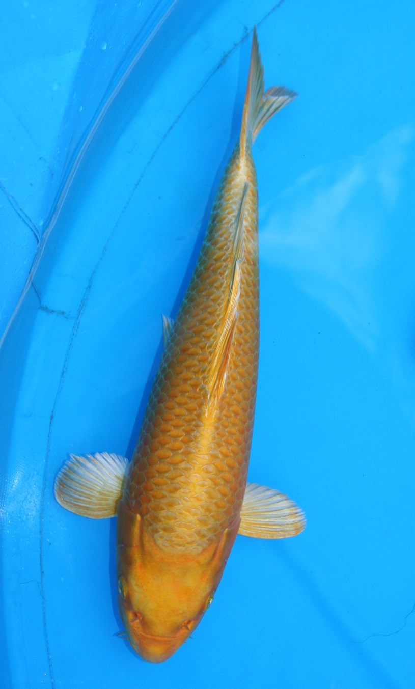 Magic_Koi_Ogon_Hikari_Muji_Mono_Yamabuki_01.jpg