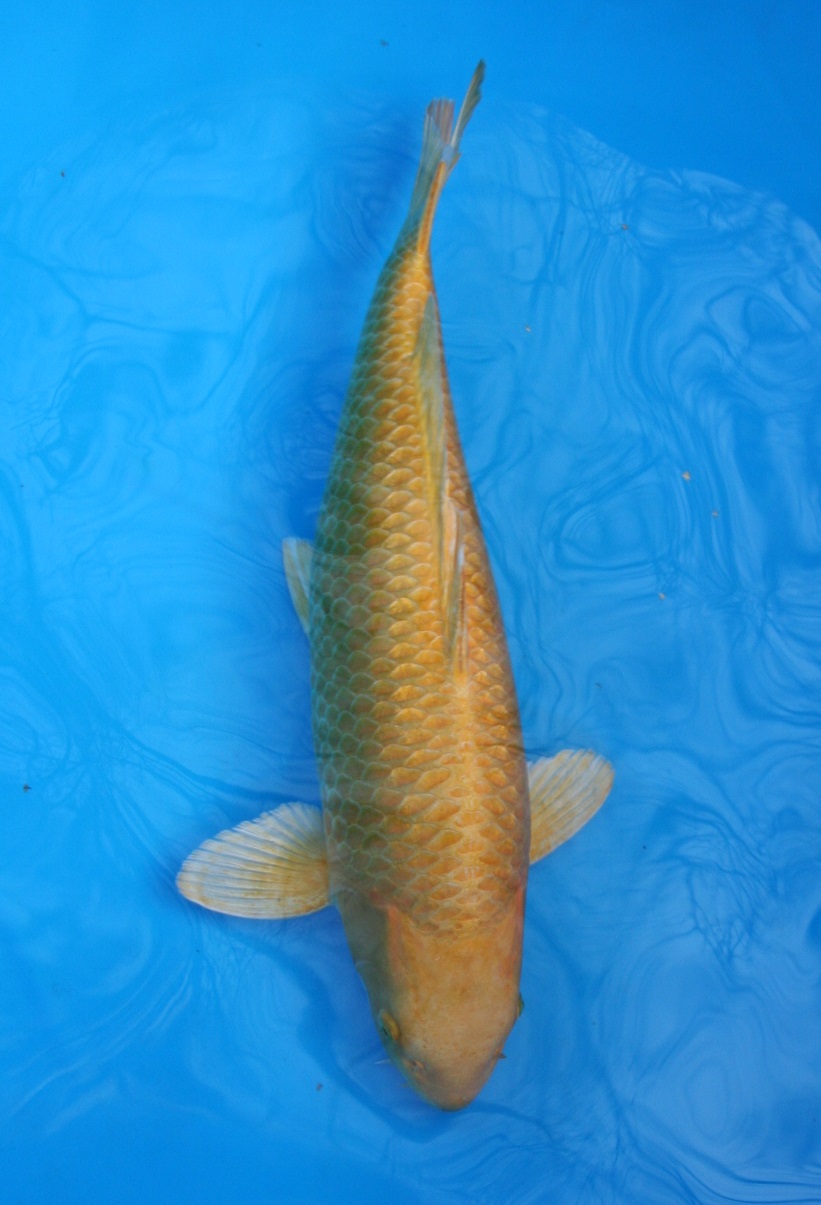 Magic_Koi_Ogon_Hikari_Muji_Mono_Yamabuki_Matsuo_01.jpg