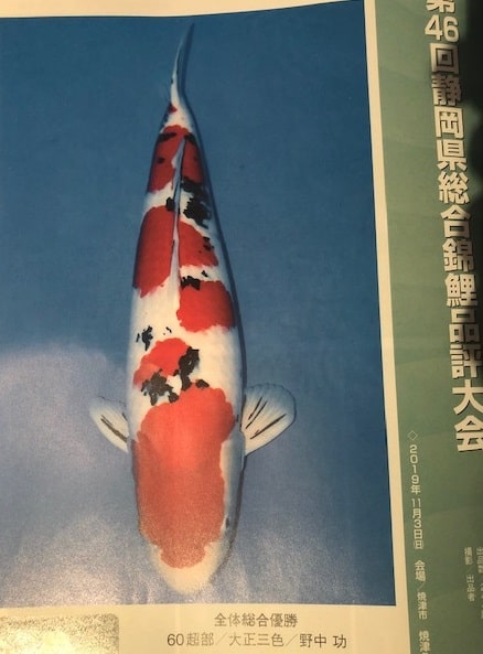 Magic_Koi_Sanke_Sakai_01.jpg