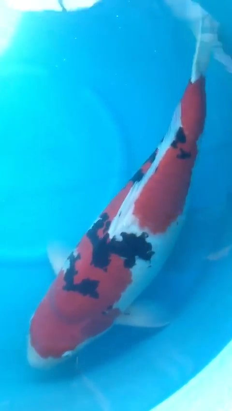 Magic_Koi_Sanke_Matsuo_01.jpg