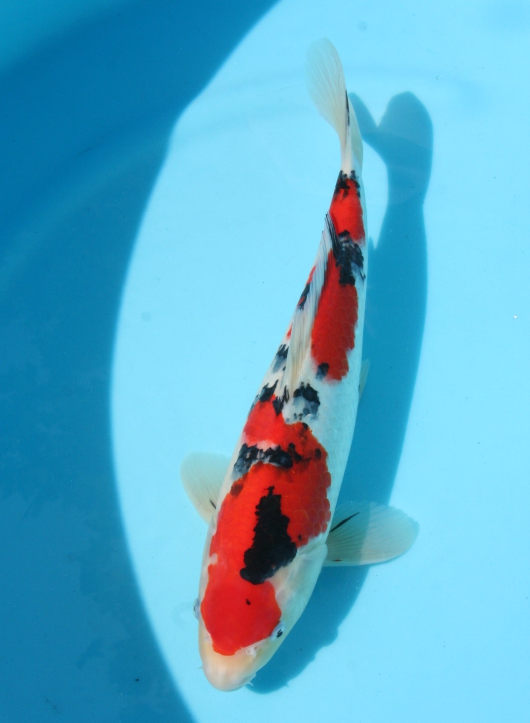 Magic_Koi_Sanke_Matsuo_01.jpg