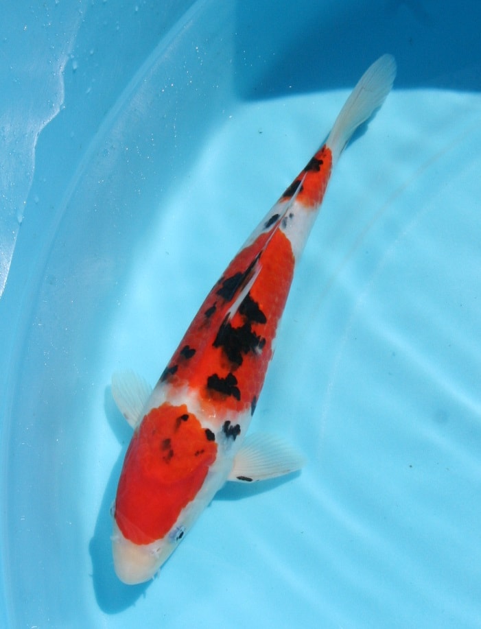 Magic_Koi_Sanke_Matsuo_01.jpg