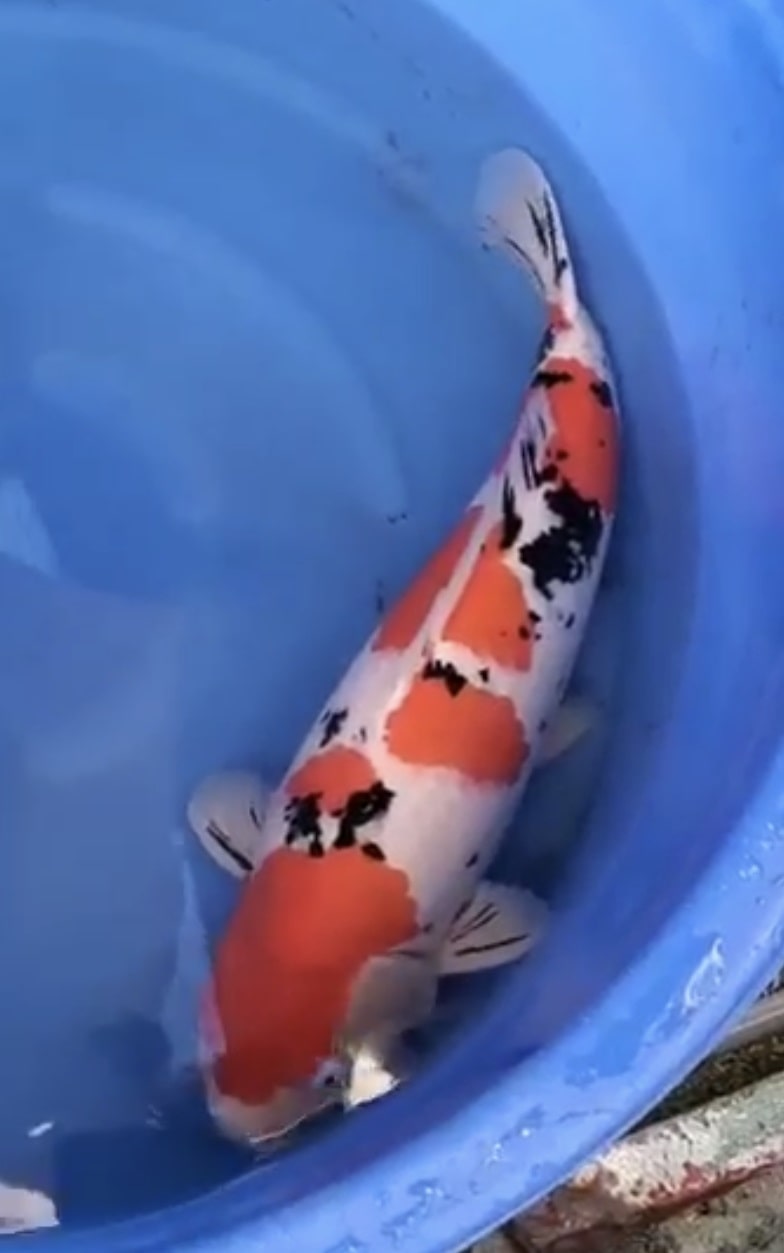 Magic_Koi_Sanke_Sakai_01.jpg