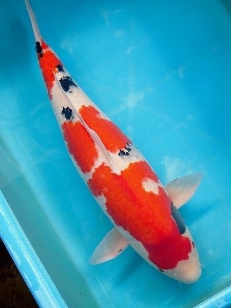 Magic_Koi_Sanke_Sakai_01.jpg