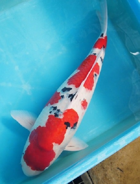 Magic_Koi_Sanke_Dainichi_01.jpg