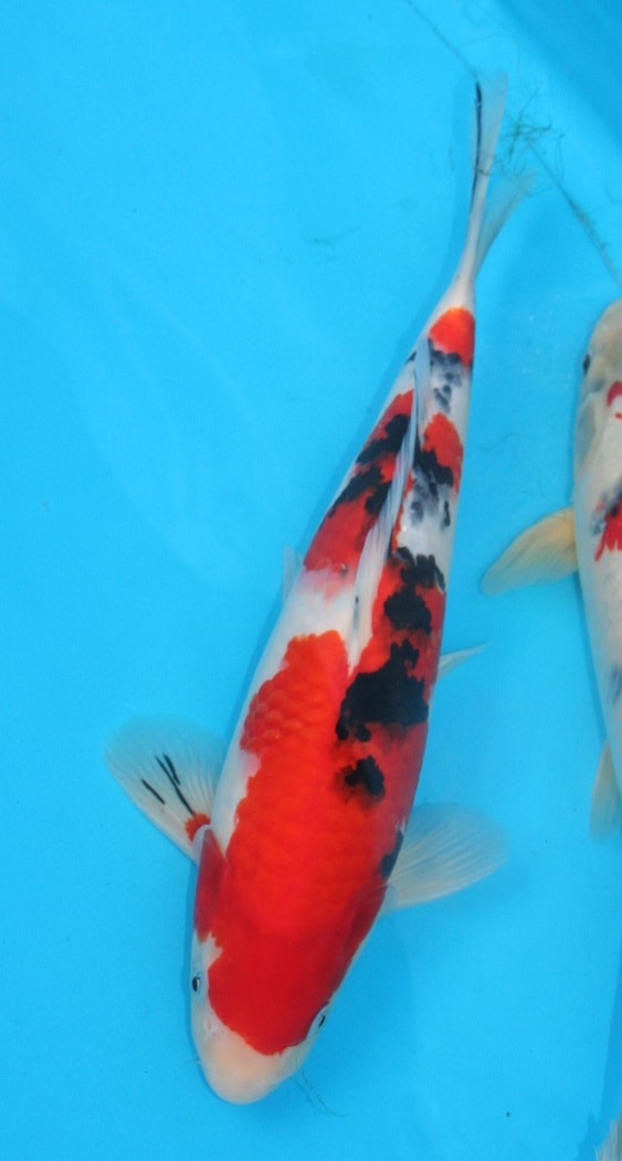 Magic_Koi_Sanke_01.jpg