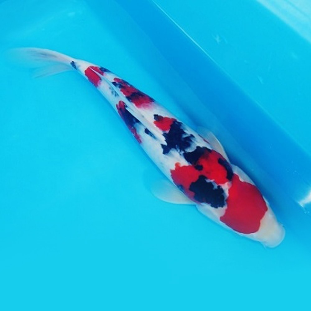 Magic_Koi_Sanke_Taniguchi_01.jpg