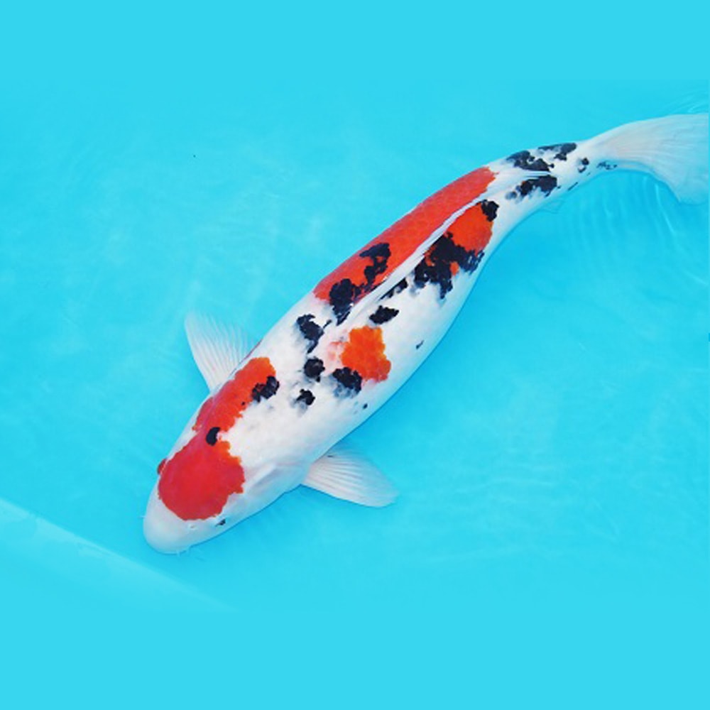 Magic_Koi_Sanke_Matsuo_01.jpg