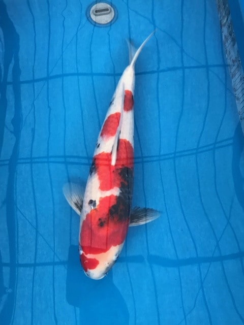 Magic_Koi_Showa_Ueno_01.jpg