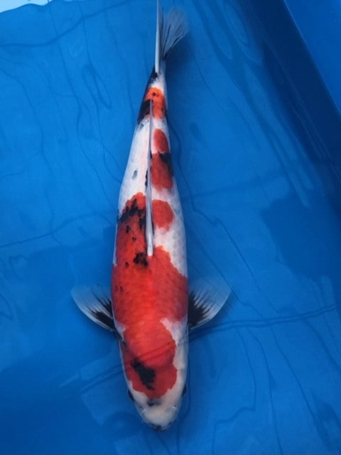 Magic_Koi_Showa_Ueno_01.jpg