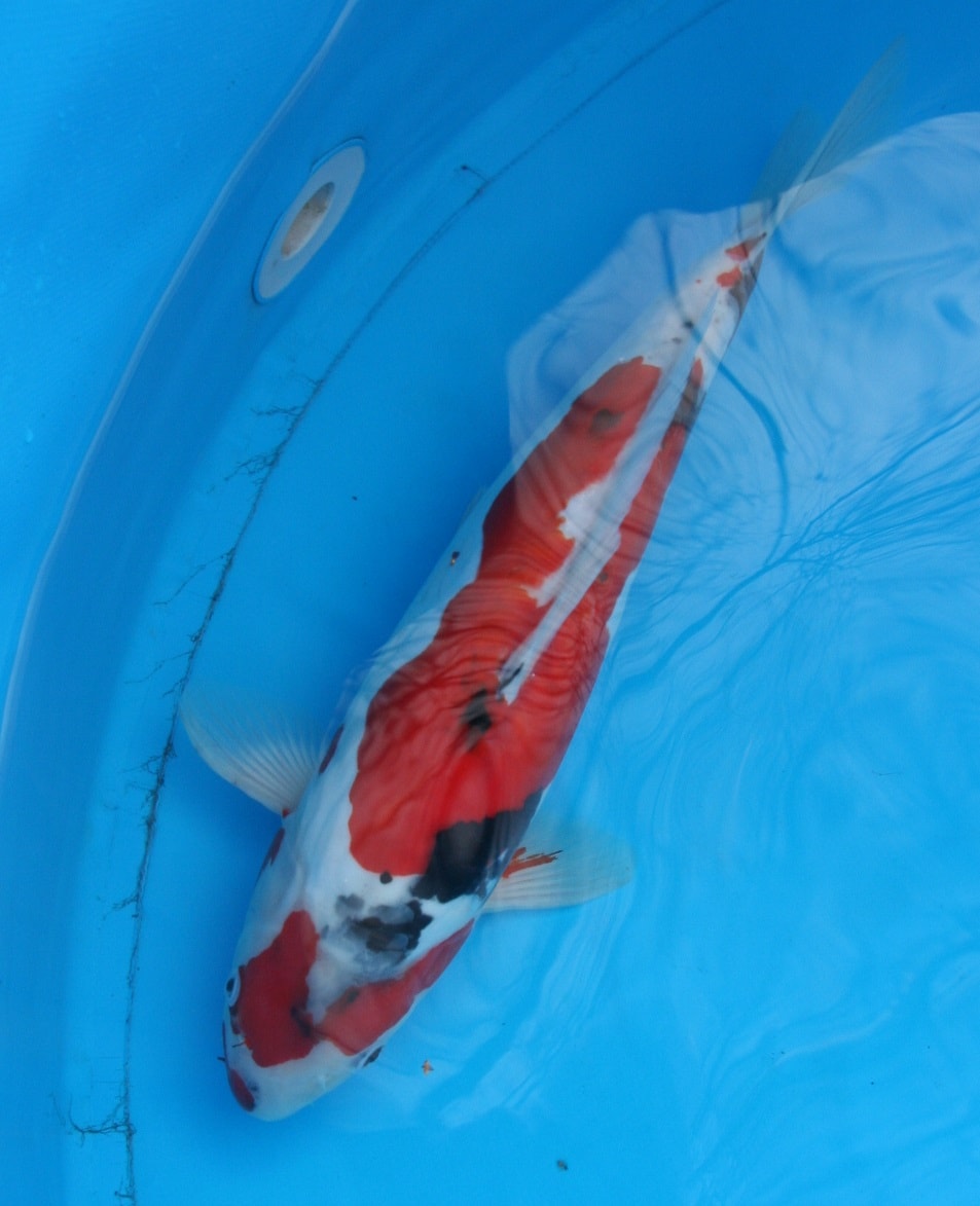 Magic_Koi_Doitsu_Showa_01.jpg