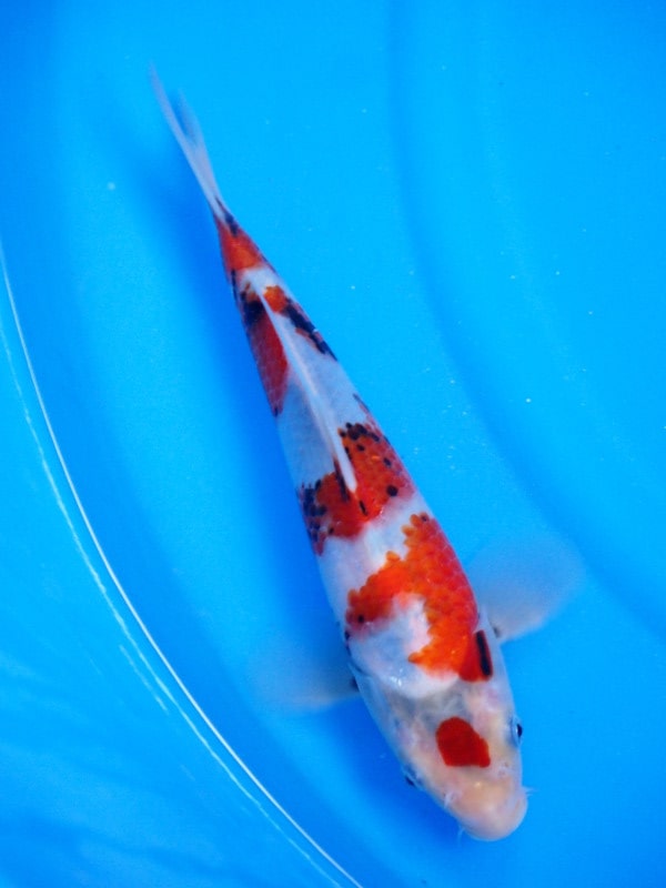 Magic_Koi_Showa_Ueno.jpg