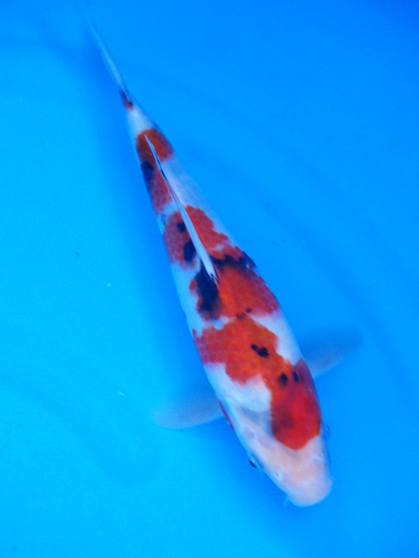 Magic_Koi_Showa_Ueno_01.jpg