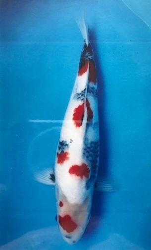Magic_Koi_Showa_Ueno_01.jpg