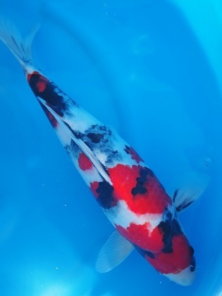 Magic_Koi_Showa_Kobushi.jpg