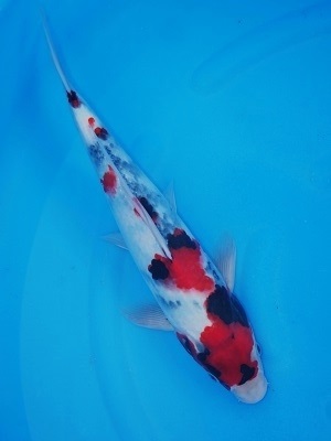 Magic_Koi_Showa_Kobushi_01.jpg