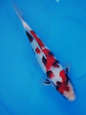 Magic_Koi_Showa_Kobushi.jpg