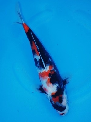 Magic_Koi_Showa_Kobushi.jpg