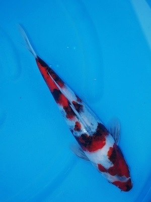 Magic_Koi_Showa_Kobushi_01.jpg