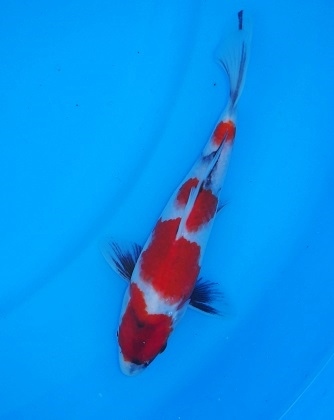 Magic_Koi_Showa_Shioda_01.jpg