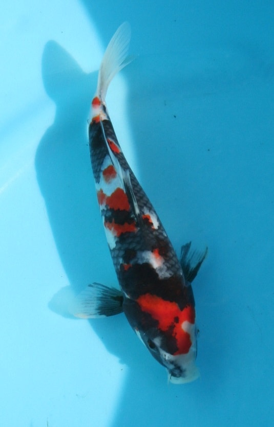 Magic_Koi_Showa_Ueno_01.jpg
