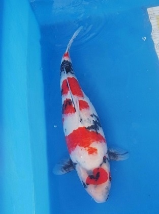 Magic_Koi_Showa_Tottori_01.jpg