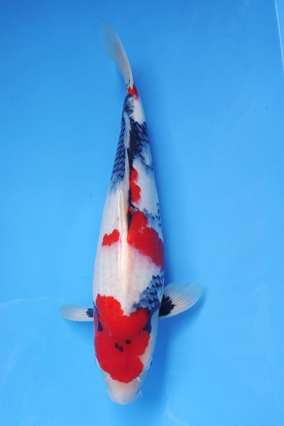 Magic_Koi_Showa_Ueno_01.jpg