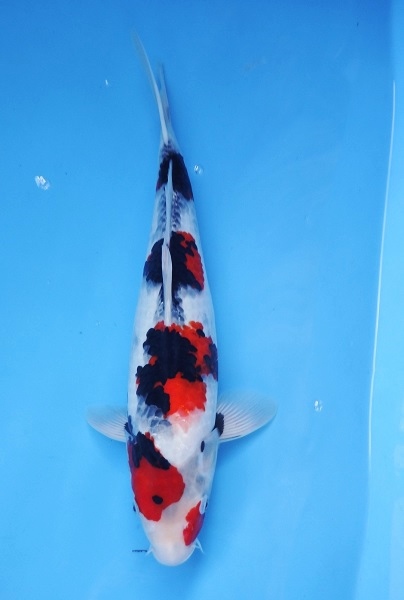 Magic_Koi_Showa_Ueno_01.jpg