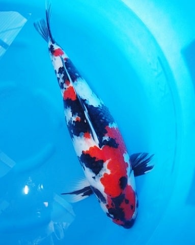 Magic_Koi_Showa_Sakai_01.jpg