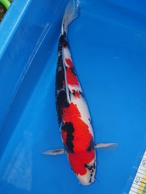 Magic_Koi_Showa_Uonume_01.jpg