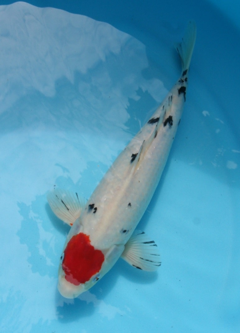 Magic_Koi_Tancho_Sanke_01.jpg