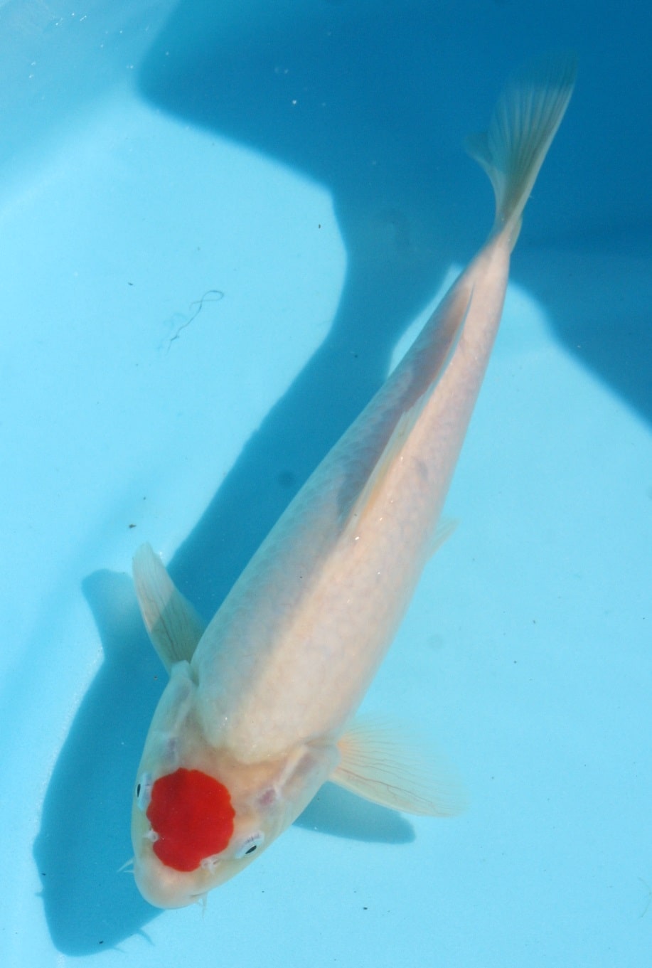 Magic_Koi_Tancho_Kohanku_01.jpg